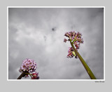 Bergenia