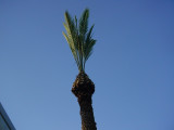 cutting the palm trees