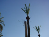 trim palm trees 