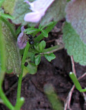 My friend, the ant!