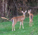 Fawns