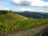 Vinyes a El Lloar (El Priorat)