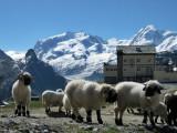 Zermatt. In the Schwarzsee area at 2583 mts.a.s.l.