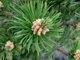 Zermatt. Alpine flower