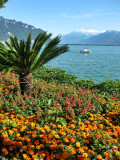 Flowers in Montreux