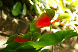 Multicolored Anthurium