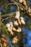 Tamarind