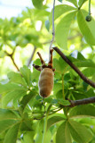 Baobab seed pod