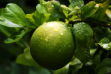 Meyer Lemon (Citrus x Meyeri)
