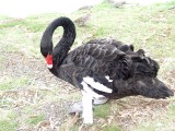 Black swan