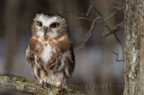 267 Northern Saw-whet Owl 1.jpg