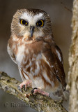 267 Northern Saw-whet Owl 3.jpg