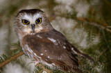 267 Northern Saw-whet Owl 5.jpg