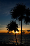 276 Palm trees 8.jpg