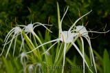 276 Spider Lily.jpg