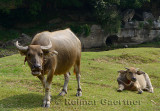 Female Asian water buffalo and calf grazing on grass at Fuli near Yangshuo China
