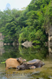 Young Asian water buffalo calf keeping an eye on mother in a pond of the Li river at Fuli near Yangshuo China