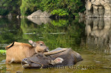 Close up of Asian water buffalo calf caressing mother with eyes closed in a pond at Fuli near Yangshuo China