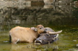 Close up of Asian water buffalo calf caressing mother in a pond of the Li river at Fuli near Yangshuo China