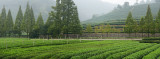 Green rows of tea bushes at Mei Jia Wu tea plantation in the Dragon Well area of Hangzhou China