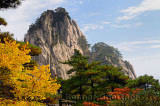 Pine trees and yellow and red Fall leaves at Fairy Maiden Peak on Huangshan Mountain China