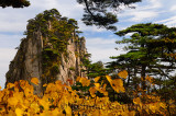Pine trees and yellow Fall leaves at Stalagmite Peak on Huangshan Mountain China