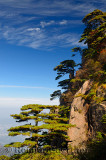 Pine trees overlooking valley at Beginning to Believe Peak Yellow Mountain Huangshan China