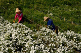 Chinese women picking white Huangshan Mountain Tribute Chrysanthemums for tea in China