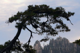 Pine tree over The Eighteen Arhats Worshipping at South Sea Huangshan Mountain China