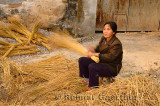 Chinese woman gathering rice straw for broom making in Hongcun China