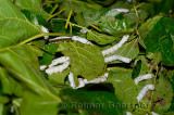 Close up of fifth instar silkworm moths on wet mulberry leaves in Hongcun China