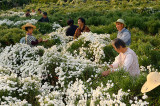 Group of Chinese workers picking chrysanthemum flowers for tea in Huangshan China