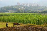 Farmer plowing fields with Bull Ox on rich valley farmland at Yanggancun hilltop village China