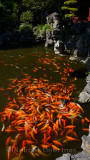 Orange Koi fish swimming on the surface of a Yuyuan Gardens pond with rocks and pagoda in Shanghai China