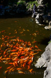 Koi fish on the surface of a Yuyuan Gardens pond with caretaker skimming leaves in Shanghai China