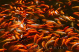 Swirling mass of Koi fish feeding frenzy at surface of Yuyuan Gardens pond in Shanghai China