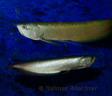 Two Silver Arowana freshwater fish from the Amazon river in an aquarium