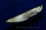 Silver Arowana freshwater bonytongue fish from the Amazon river swimming in an aquarium