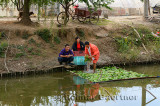 Greenhouse workers at Pudong canal washing lettuce beside Shanghai Lingkong Garden China