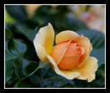 Yellow Rose .jpg