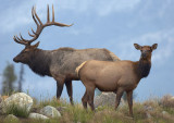 Majesty of Elk