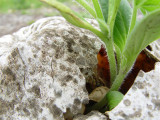 May 29, 2008<br><font size=2>Intrepid Squash</font>