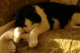 February 13, 2010<br><font size=2>Making the Best of It</font>