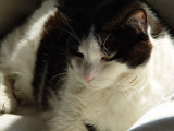 July 4, 2008<br><font size=2>Contemplating Mayhem</font>