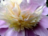 Frilly ~ June 3rd