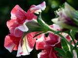 Scrumptious ~ June 7th