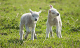 Playful lambs