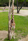 giraffe (jun12)