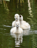 Cygnets.jpg