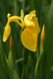 Yellow-flag Iris